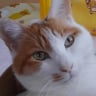 フクにゃん